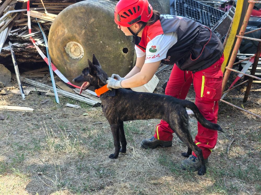 El Perro Extreme, Cobra csatos bélelt nyakörv, 4 cm - Customer Photo From Kajszi Andrea 