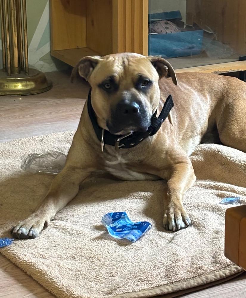 Extra erős nyakörv, El Perro EXTRA STRONG, 5 cm - Customer Photo From Tóth Bettina 