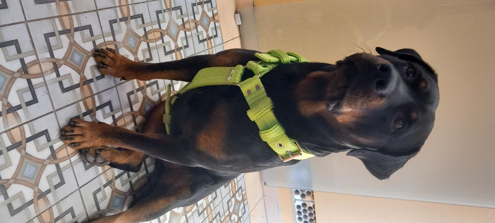 Erős kutyahám sétához, tréninghez - El Perro, 4 cm széles - Customer Photo From Nagy Zoltán 
