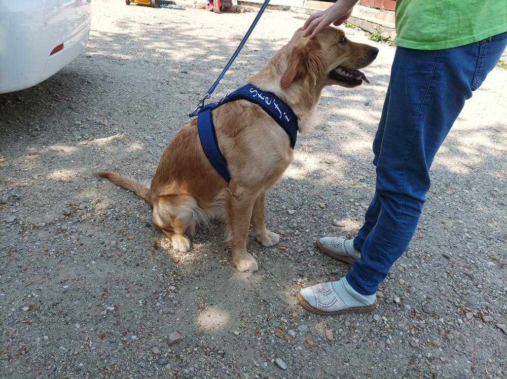 Erős, bélelt kutyahám - El Perro, 5 cm széles - Customer Photo From Tóth Gergely