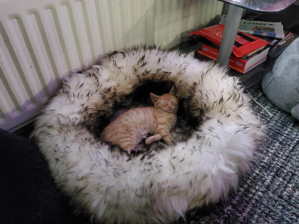 Sheepskin Pet Bed - Customer Photo From Anonymous