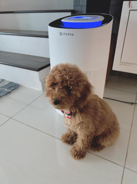 Sterra Breeze™ Air Purifier - Customer Photo From Kam Kia L