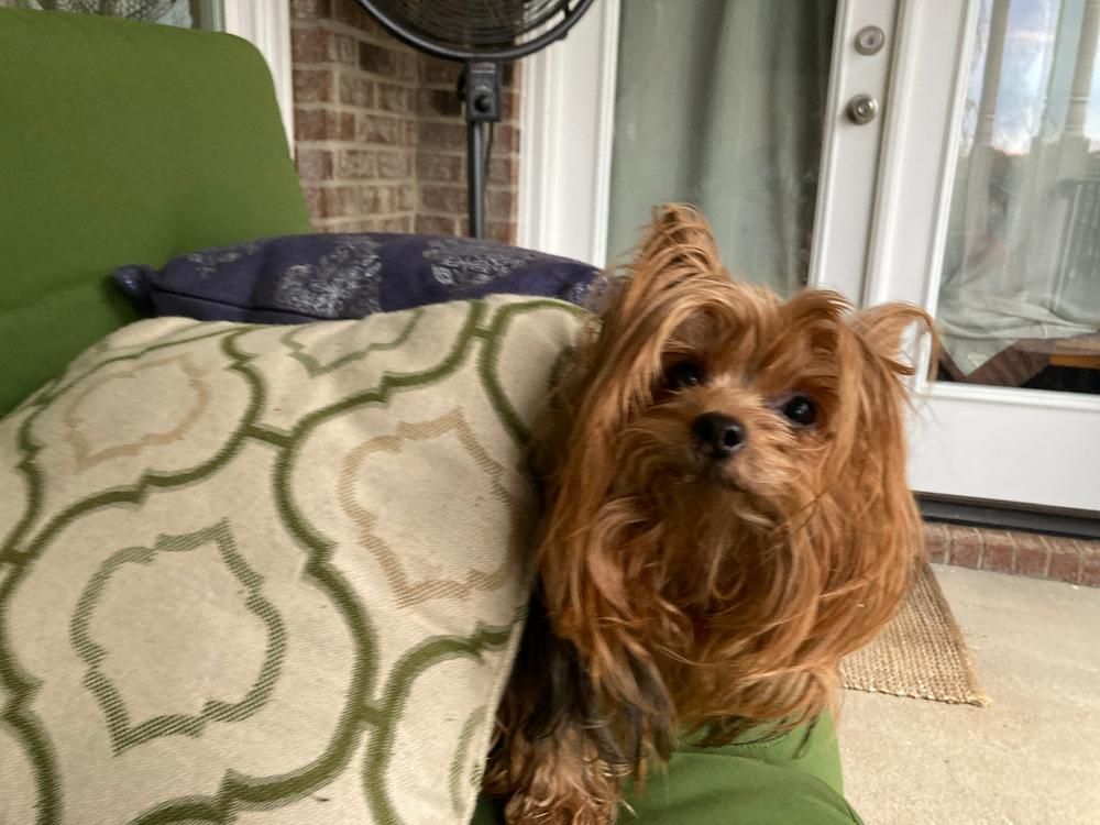 Carolina Prime Pet Pork Jerky for Dogs - Customer Photo From Steve