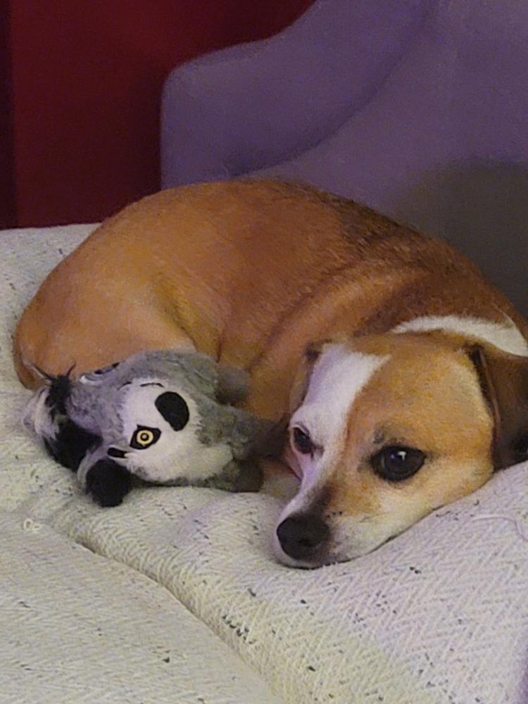 Sweet Potato Bones for Dogs - Customer Photo From Jeanette 
