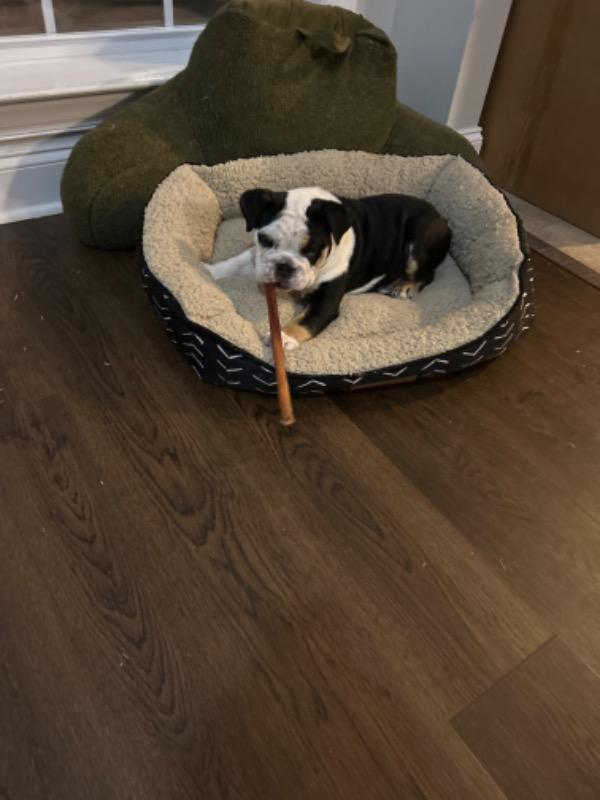 Lamb 2024 bully sticks