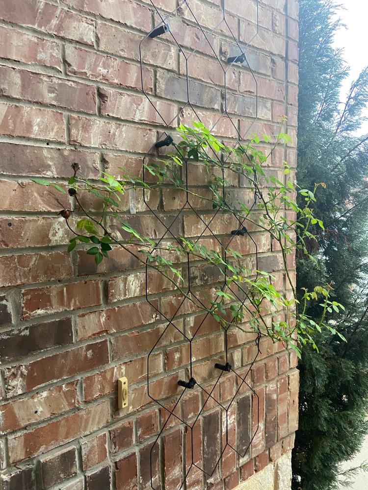 Lattice Wall Trellis - Customer Photo From These are awesome 