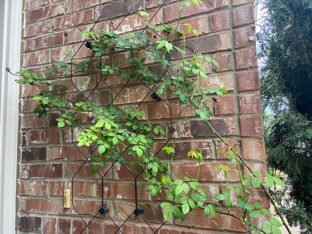 Lattice Wall Trellis - Customer Photo From These are awesome 