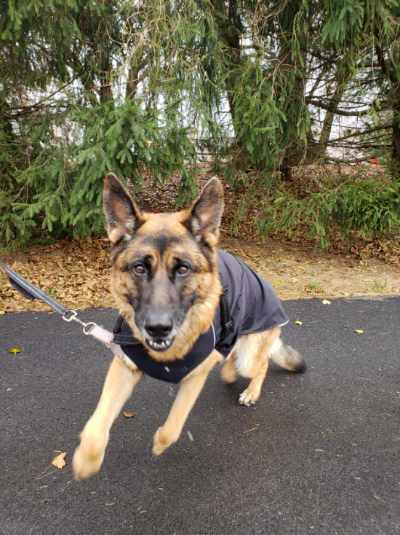 Harbour Slicker Dog Rain Coat - Customer Photo From Leslie Kincel