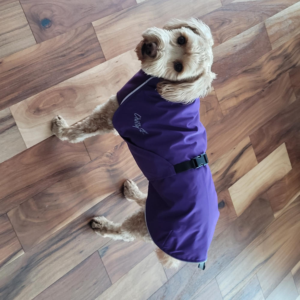 Purple dog raincoat hotsell