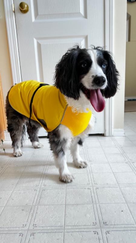 Chilly Dogs - Harbour Slicker (Raincoat) – Queenie's Pets®