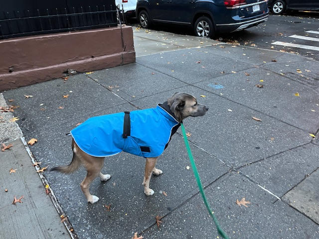 Harbour Slicker Dog Rain Coat - Customer Photo From Dashiell Menard