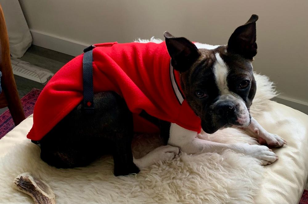 Chilly Dogs Fleece Sweater - Customer Photo From MELANIE BROWN