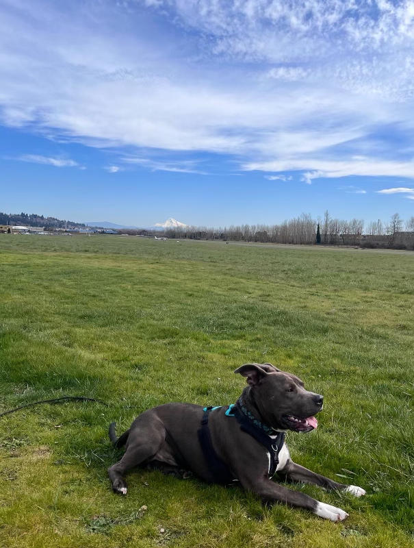 Perfect Fit Harness - Customer Photo From Lindsey R.