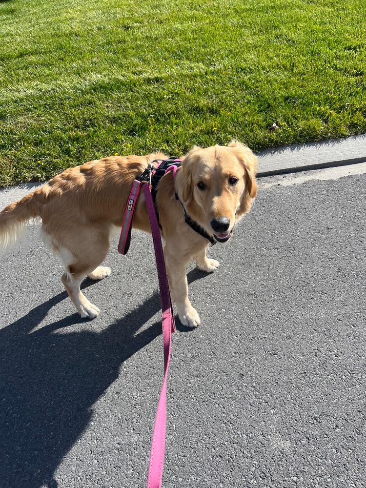 Perfect Fit Harness - Customer Photo From Jeanne