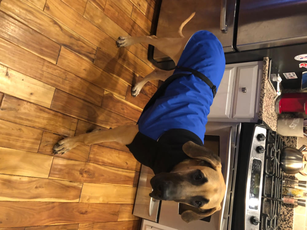 Great White North Winter Dog Coat, Standard and Long & Lean Sizes - Customer Photo From Richard Weisburgh 