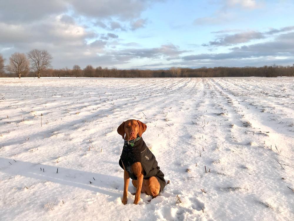 GREAT WHITE NORTH WINTER COAT - All Breed (last pieces Blue Jay) - PurrFect  Design