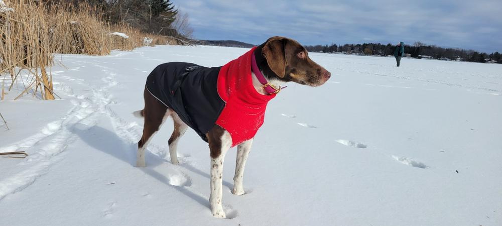 Great White North Winter Dog Coat, Standard and Long & Lean Sizes - Customer Photo From susan catto