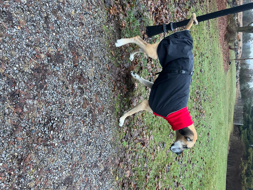 Great White North Winter Dog Coat, Standard and Long & Lean Sizes - Customer Photo From Anonymous