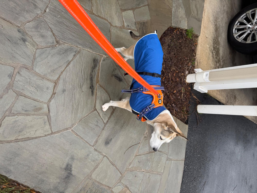 Alpine Blazer 3-Season Dog Coat - Customer Photo From Jack Hawn