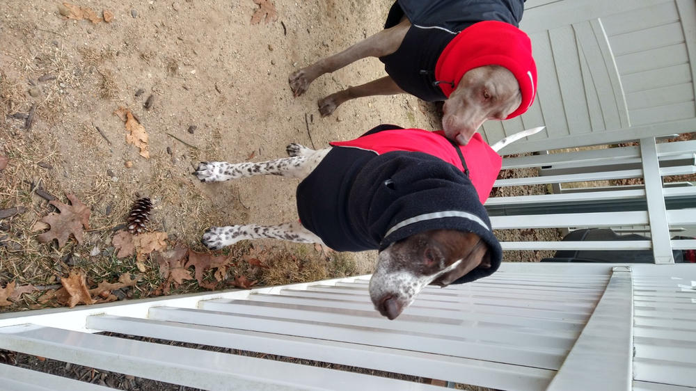 Alpine Blazer 3-Season Dog Coat - Customer Photo From Laura Belcher