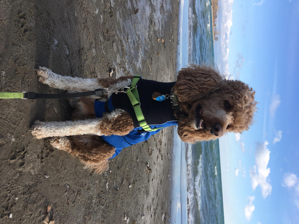 Alpine Blazer 3-Season Dog Coat - Customer Photo From Karin Mclean 