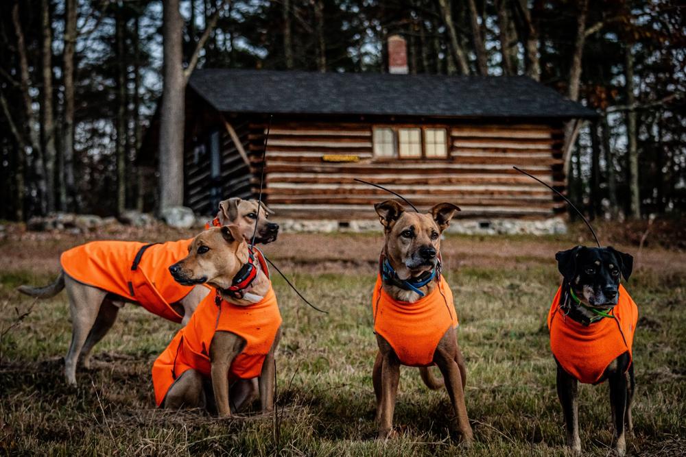 Alpine Blazer 3-Season Dog Coat - Customer Photo From Scott Woodward