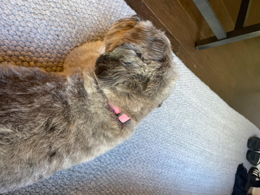 Smoochy Poochy Waterproof Quick Release Collar - Customer Photo From Sheila Stewart