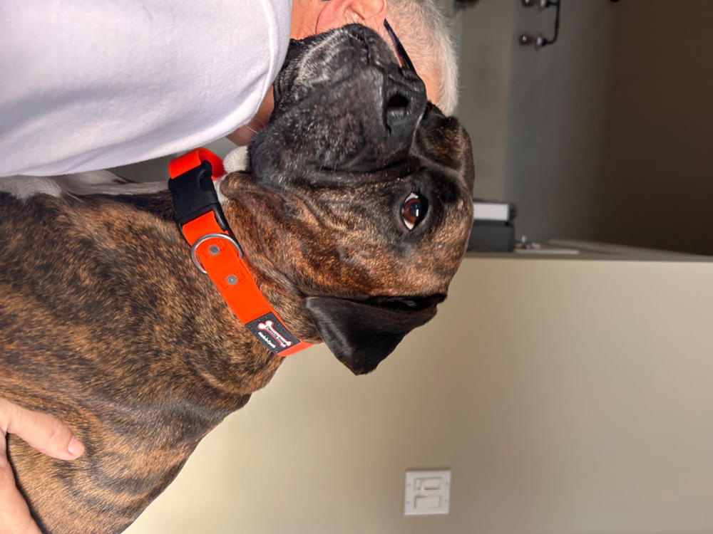 Smoochy Poochy Waterproof Quick Release Collar - Customer Photo From Lorie BrindAmour