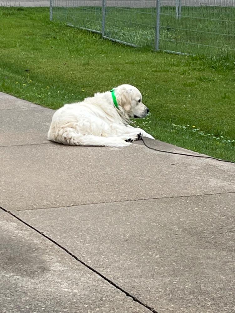 Smoochy Poochy Waterproof Quick Release Collar - Customer Photo From John Richards