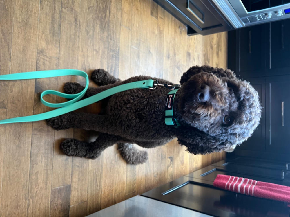 Smoochy Poochy Waterproof Quick Release Collar - Customer Photo From Sylvie Nicholson