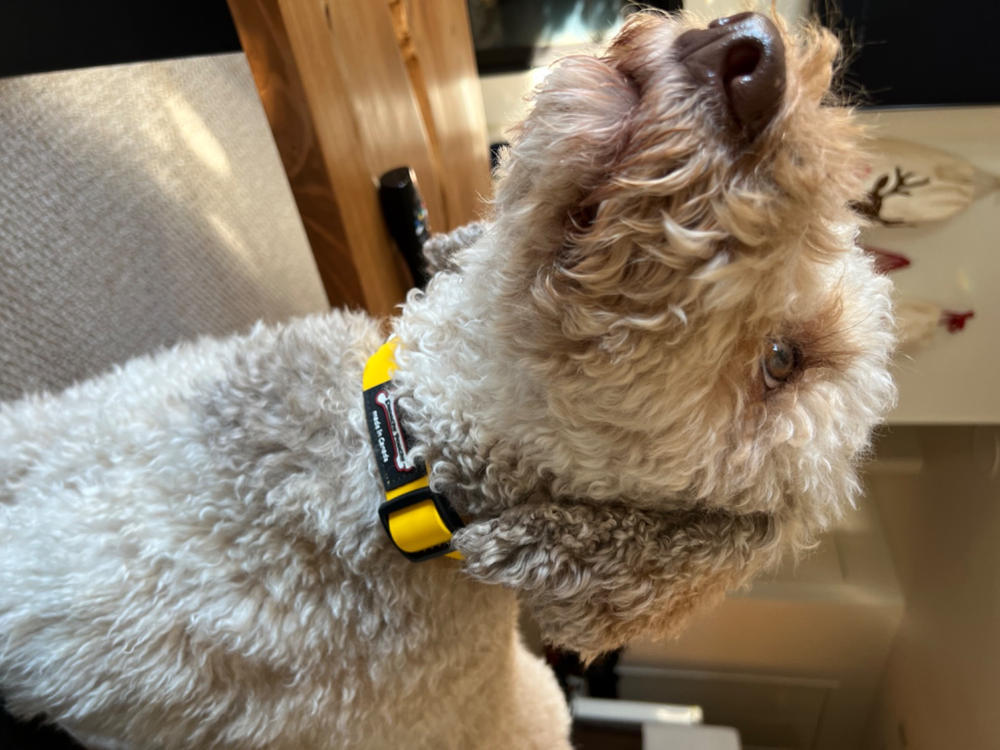 Smoochy Poochy Waterproof Quick Release Collar - Customer Photo From Jennifer Hendren