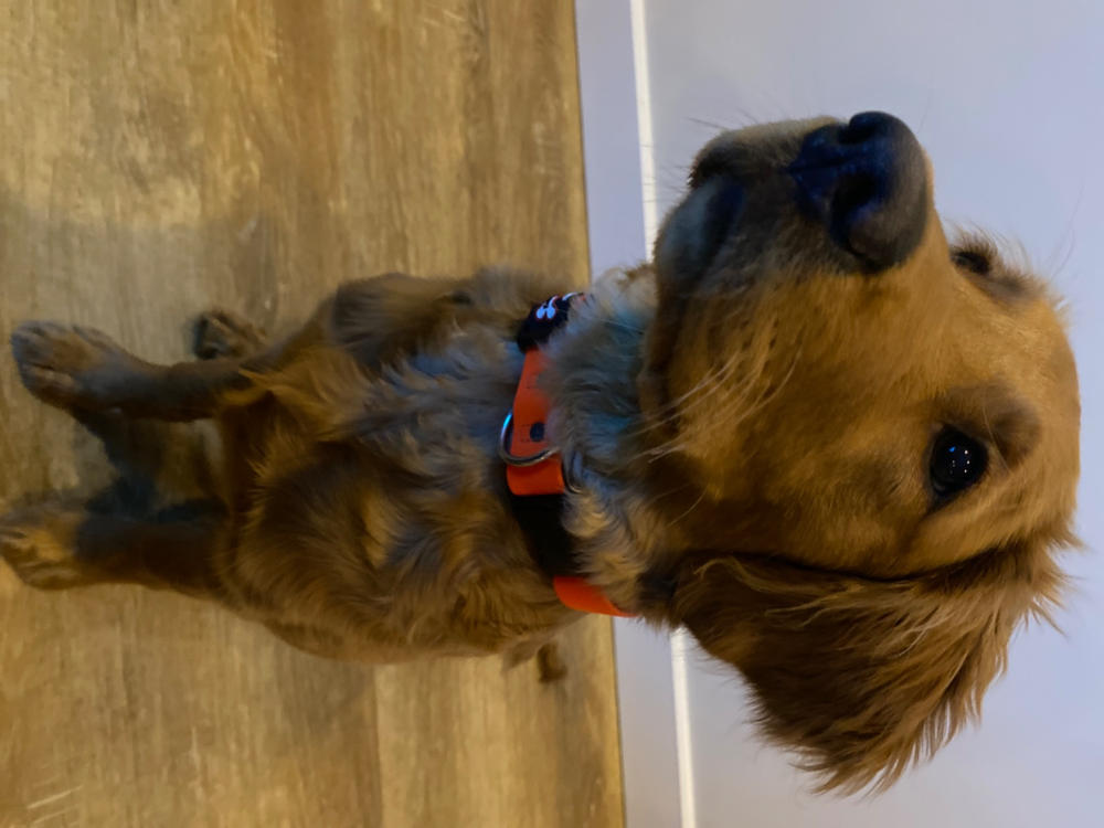 Smoochy Poochy Waterproof Leash - Customer Photo From Anonymous