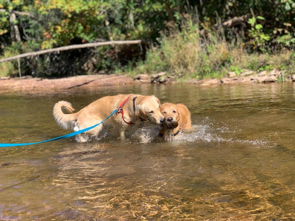 Smoochy Poochy Waterproof Leash - Customer Photo From Anonymous