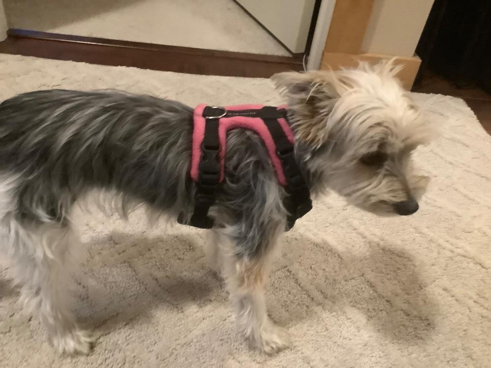 Perfect Fit Harness 15mm FRONT - Customer Photo From Anonymous