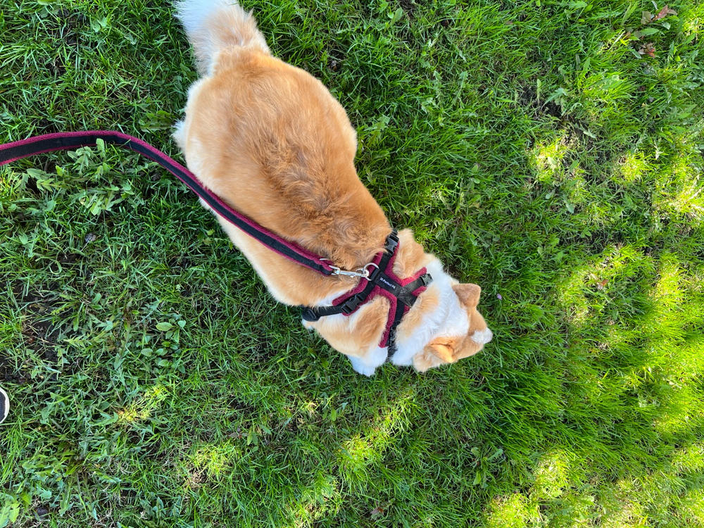 Perfect Fit Harness - 20mm - GIRTH - Customer Photo From Leslie Brown