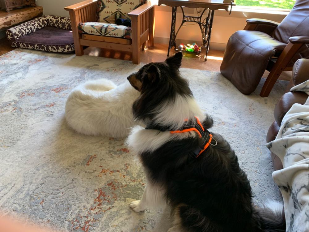 Perfect Fit Harness - 40mm - GIRTH - Customer Photo From Janet Rimmer