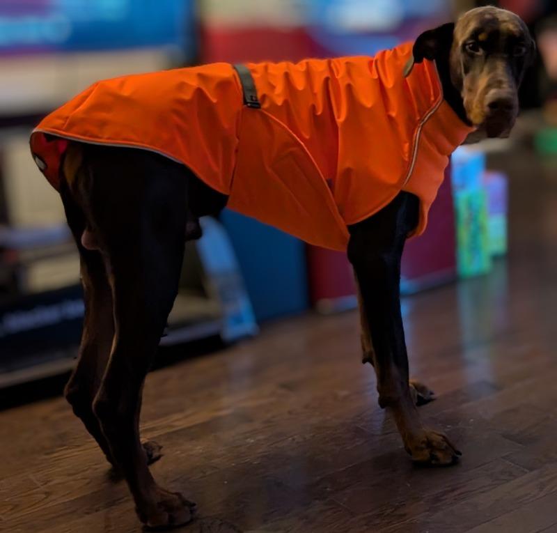 PREORDER! Northern Blazer in high-visibility Blaze Orange - Customer Photo From Joshua Reynolds