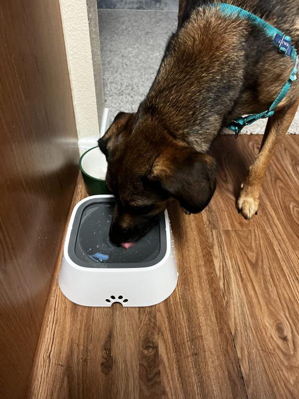 FanaDog Itatótál 2 db - Customer Photo From Kovács Patrícia