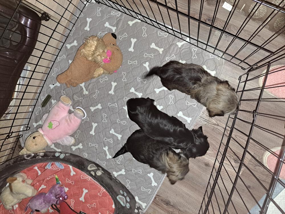 FanaDog Pisiszőnyeg 3 db 70X80 cm - Szürke - Customer Photo From Dorogi Klára 