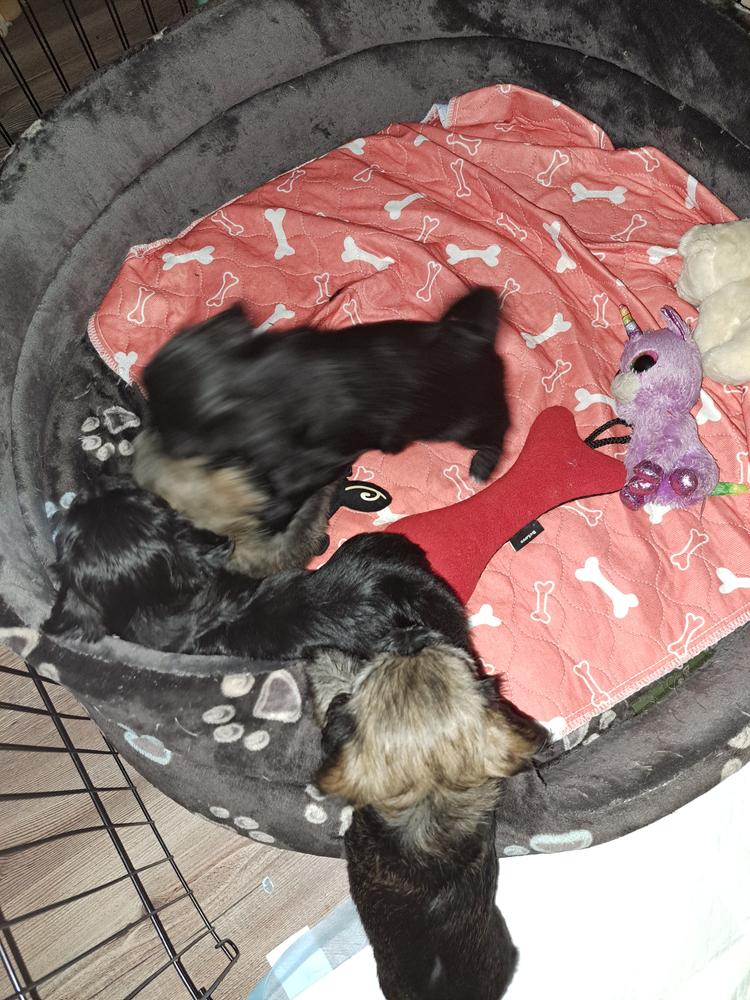 FanaDog Pisiszőnyeg 3 db 70X80 cm - Szürke - Customer Photo From Dorogi Klára 