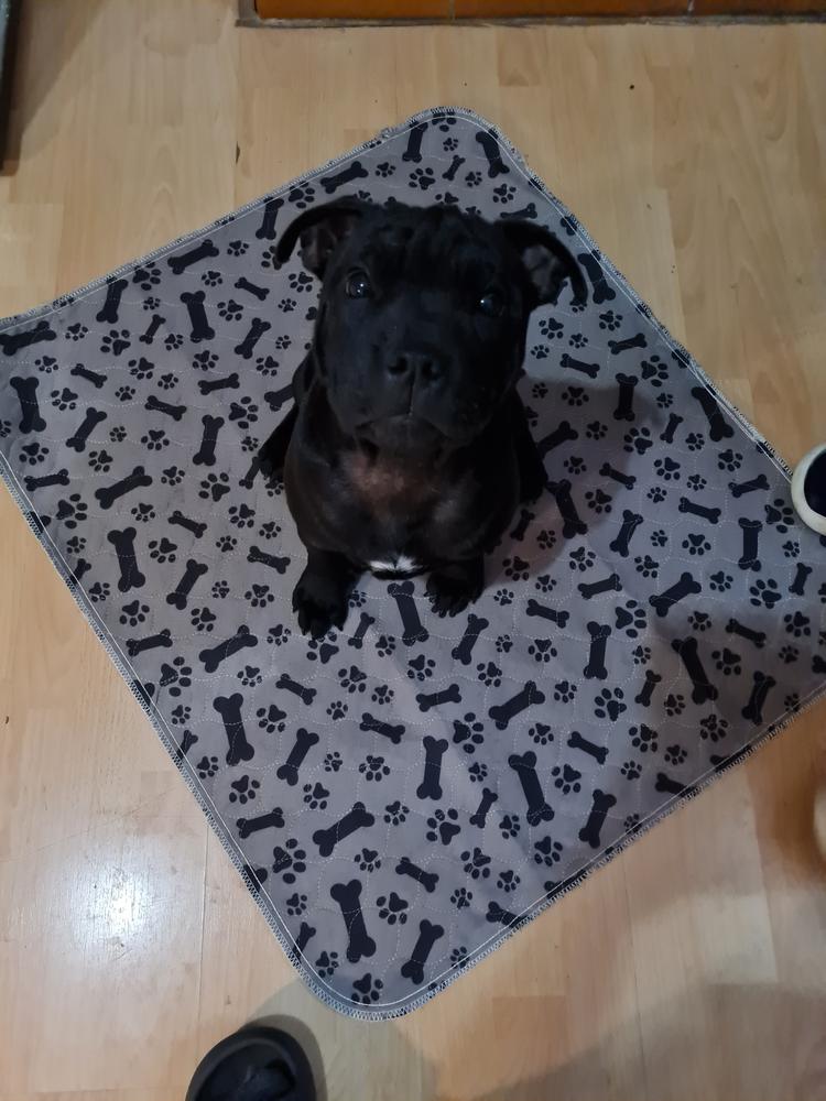 FanaDog Pisiszőnyeg 3 db 70X80 cm - Szürke - Customer Photo From Véghné Sz Ilona 