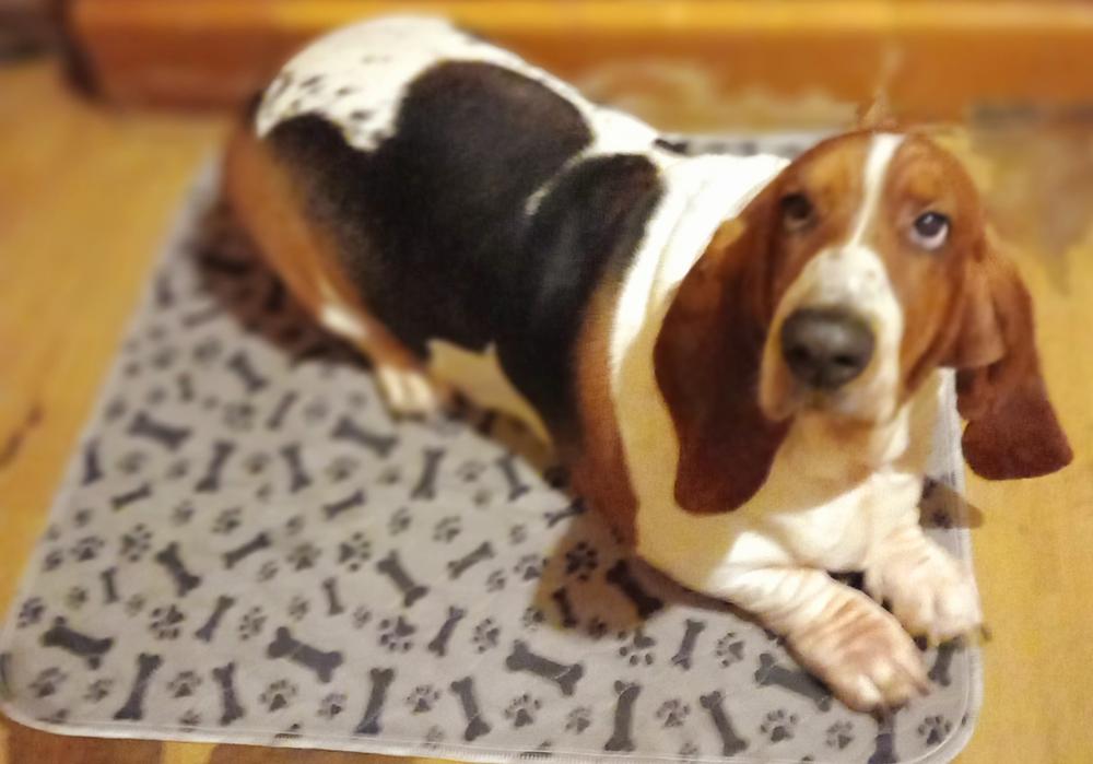 FanaDog Pisiszőnyeg 3 db 70X80 cm - Szürke - Customer Photo From Karminás Tímea 