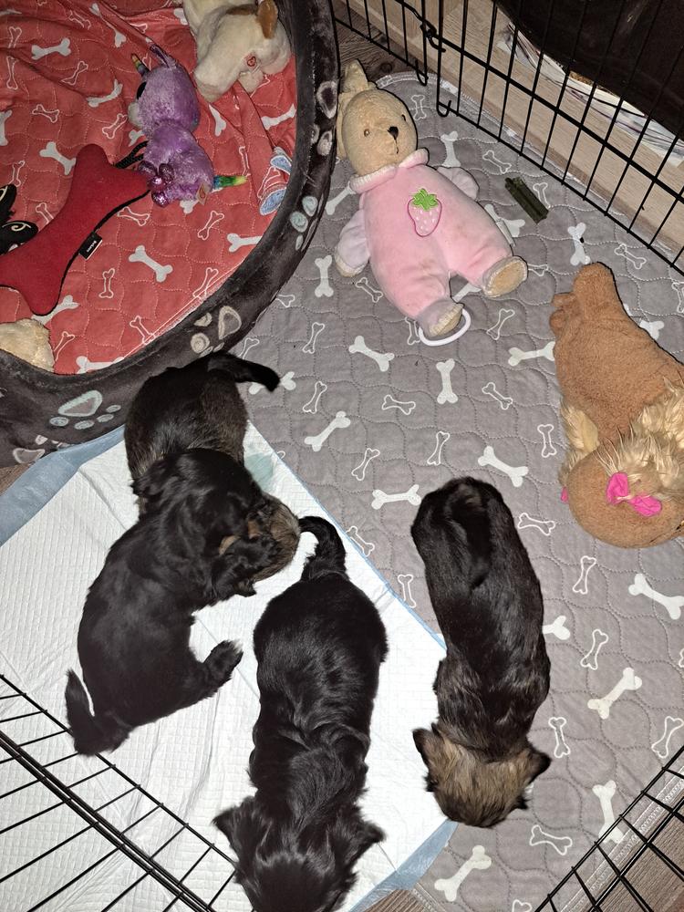 FanaDog Pisiszőnyeg 3 db 70X80 cm - Szürke - Customer Photo From Dorogi Klára 