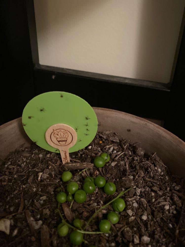 Anti-Gnat Kit - Customer Photo From Leanne Sweeney
