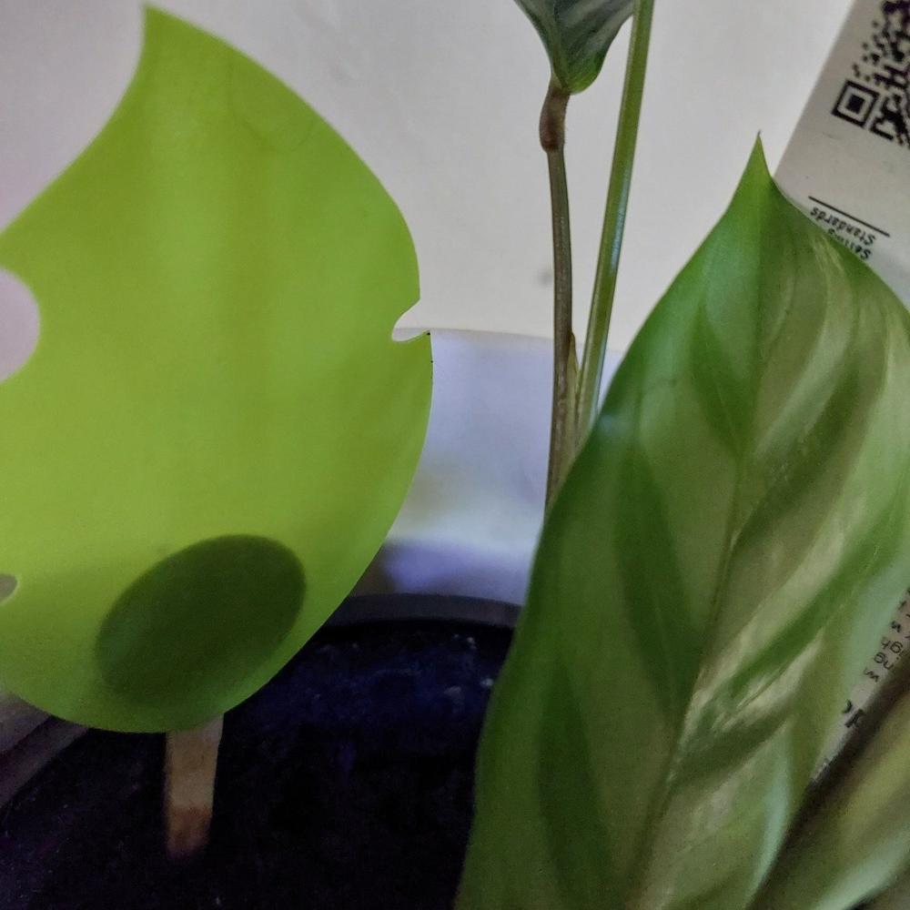 Green Sticky Traps - Customer Photo From Andrea Hennings