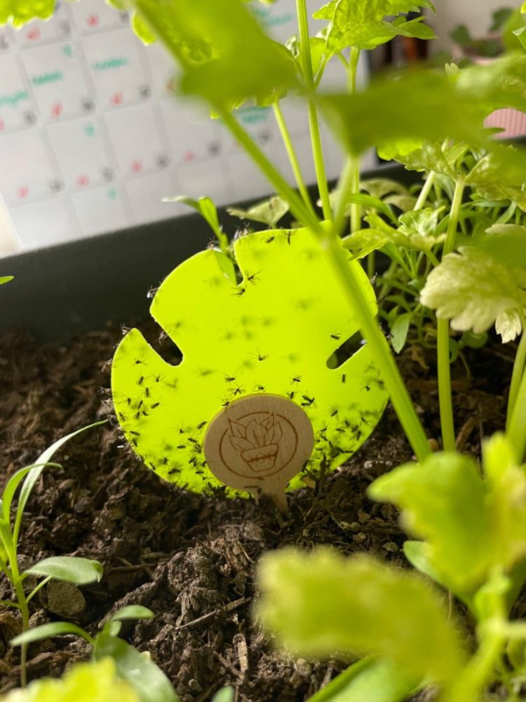 Monstera Leaf Kits - Customer Photo From Julie Gutzinger