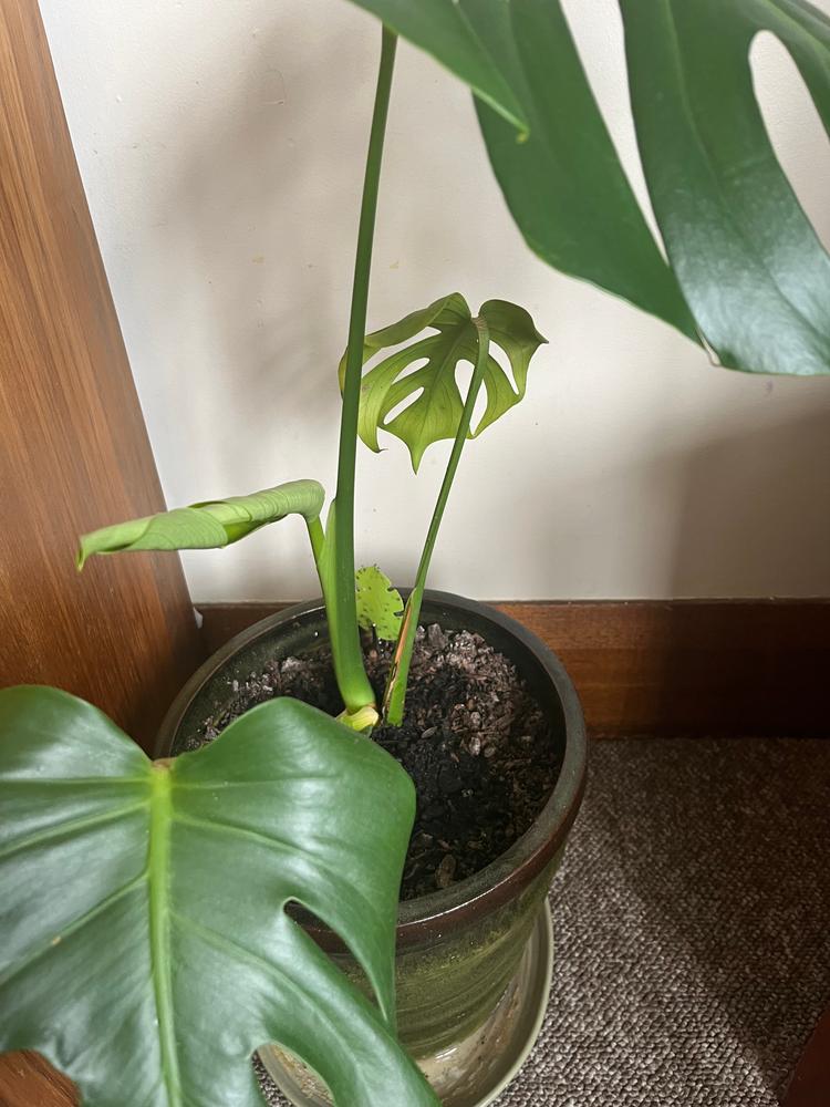 Monstera Leaf Traps - Customer Photo From Hester Okwechime