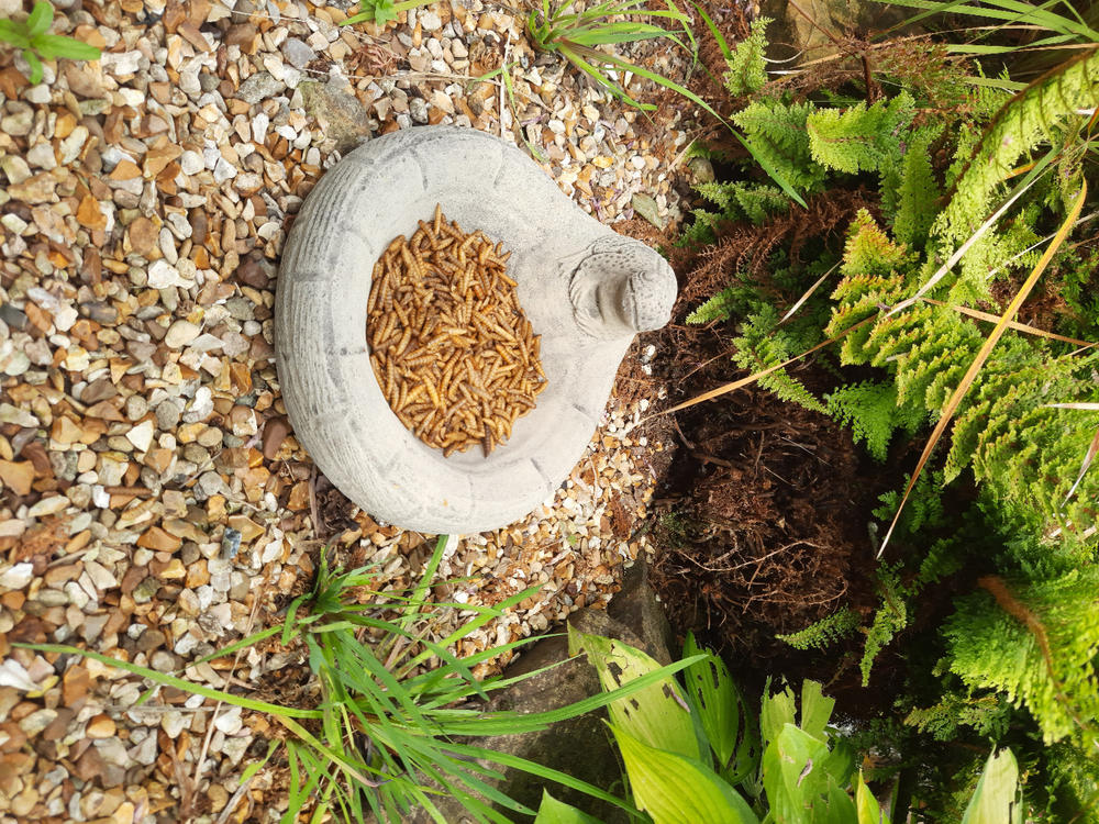 STONE GARDEN FROG FEEDER - Customer Photo From Joan Askew