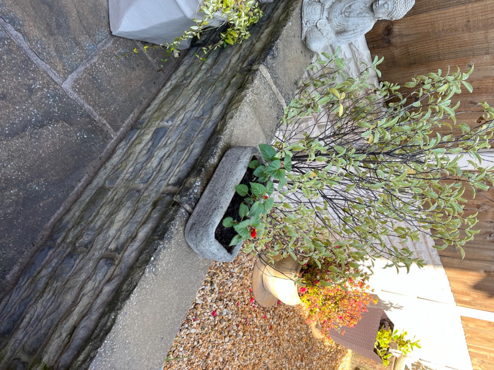 STONE GARDEN SMALL RECTANGULAR ALPINE SEMPERVIVUM BONSAI TROUGH PLANTER - Customer Photo From Miss Patricia King