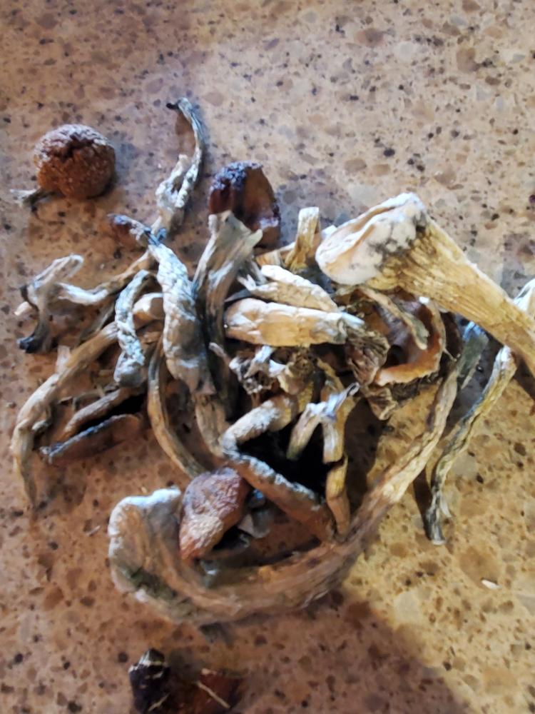 Malabar Coast Magic Mushrooms - 7g - Customer Photo From Julien Renaud